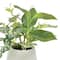 8&#x22; Ivy with Peperomia in Ribbed Ceramic Pot by Ashland&#xAE;